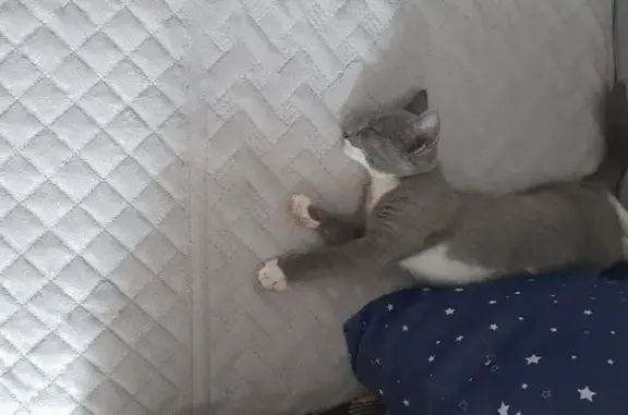 Кошки потеряшки, Армавир, фото: Потеряшка кошка, ул. Мира 43, Армавир