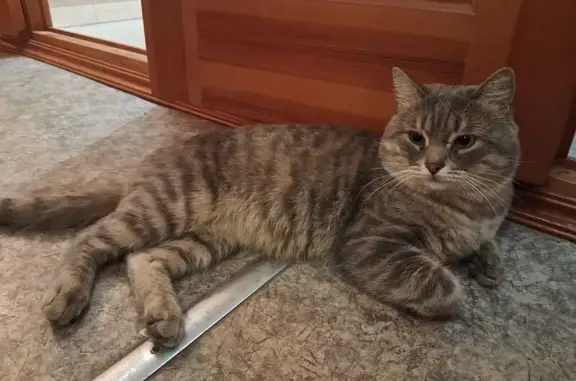 Найдена кошка, Волгоград, фото: Крупный котик найден на Ленина, 102