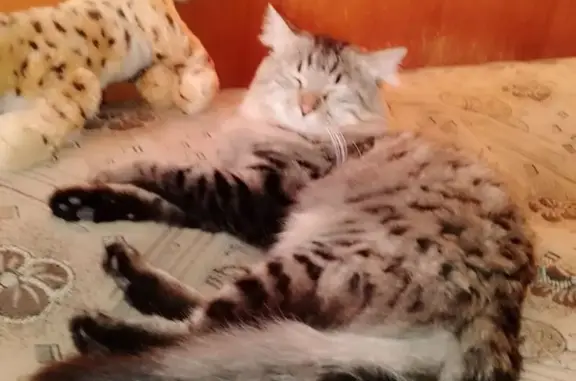 Пропала кошка, Депутатская 13, Волгоград