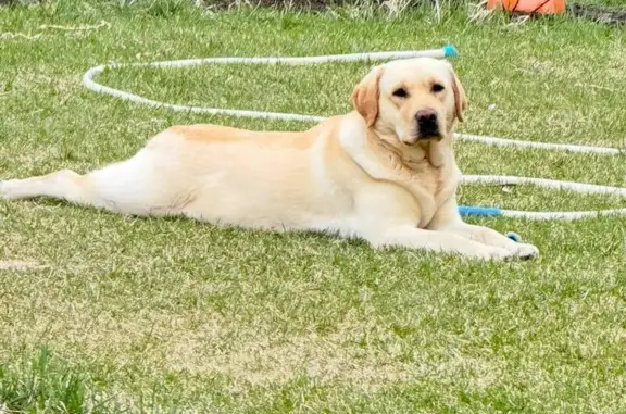Пропала собака, Уездная ул., Тюмень