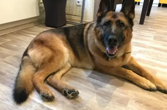 Собаки потеряшки, , фото: Потеряшка собака у зала Digger, Шолохова 35