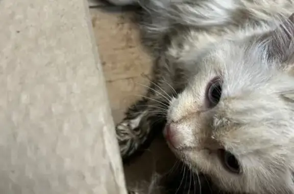 Найдена кошка, Олимпийская 10, Спутник