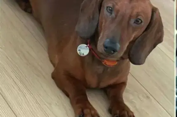 Пропала такса, кобель, Владимирская обл.