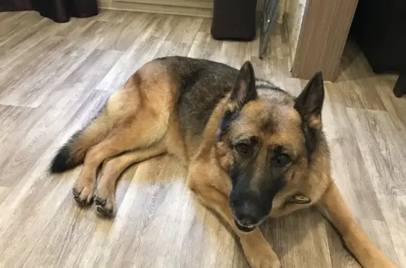 Собаки потеряшки, , фото: Потеряшка собака, ул. Красюка, 54