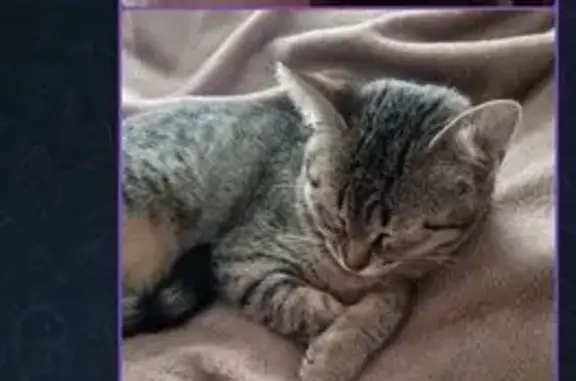 Пропала кошка, Красноярское с/п, Саратовская обл.