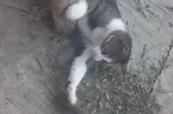 Пропала кошка на Весёлой улице, Самарское