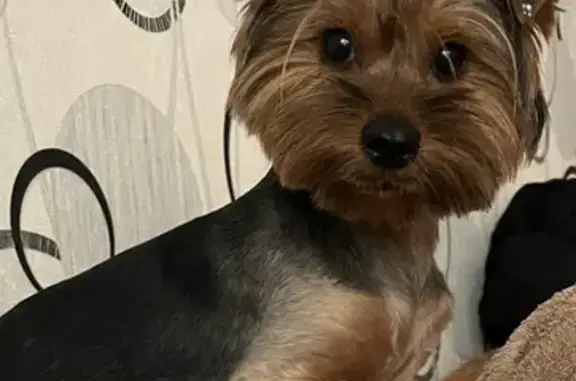 Пропал йорк на заправке Ермаки, Смоленск