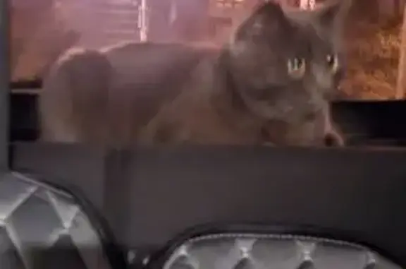 Найдена кошка, Ульяновск, фото: Кошка найдена в Магнит Косметик, Ульяновск