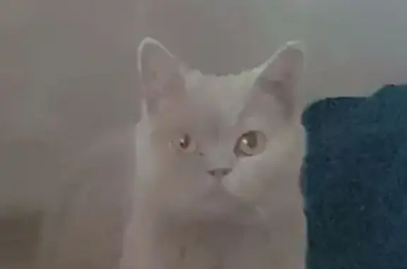 Пропала кошка, ул. Кузьмина, 3, Мценск