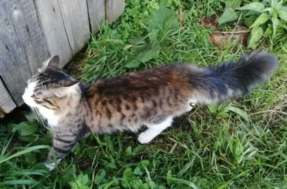 Кошка пропала в СНТ Рябинушка, Озёрск