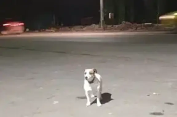 Найдена собака, Мисайлово, фото: Найден джек-рассел, Молоковское ш., Мисайлово