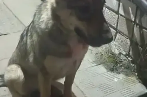 Найдена собака, Ново-Талицы, фото: Щенок ищет хозяина, Школьная ул., Ново-Талицы