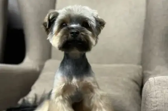 Собака найдена: ул. 9 Мая, 14