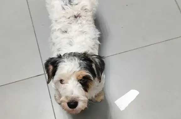 Собака найдена: ул. Рауиса Гареева, 105