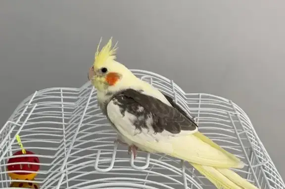 Пропала птица, Авиационная 6, Полесск