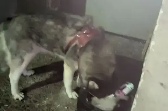 Найдена собака, Саранск, фото: Найдена хаски, ул. Коваленко 26, Саранск