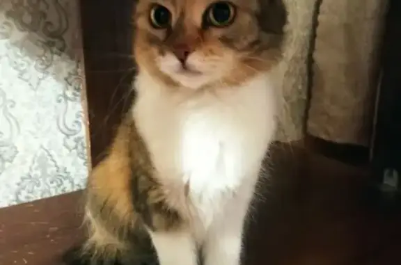 Пропала кошка, бульвар Гусева, 22