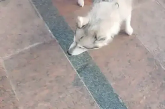 Найденные животные Ростов-на-Дону, фото: Собака найдена: Будённовский пр., 50, Ростов