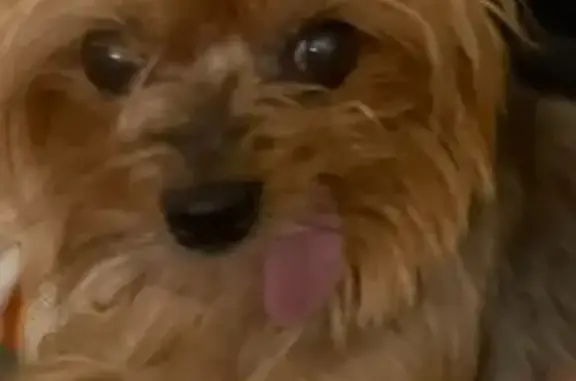 Собаки потеряшки, Москва, фото: Потеряшка собака на Елецкой улице, Москва