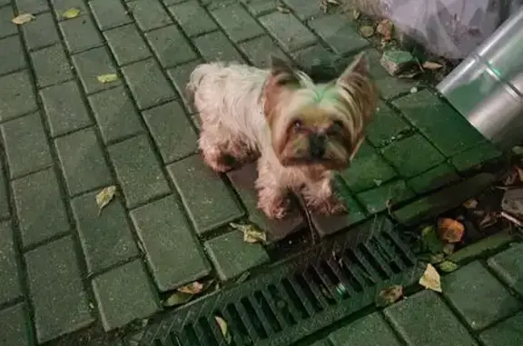 Собака найдена: пр. Победы, 36/46, Тверь