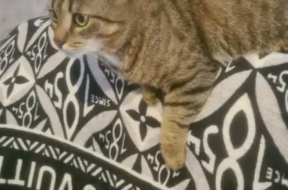 Кошки потеряшки, Можайск, фото: Потеряшка кошка, Стрелецкая ул., Можайск