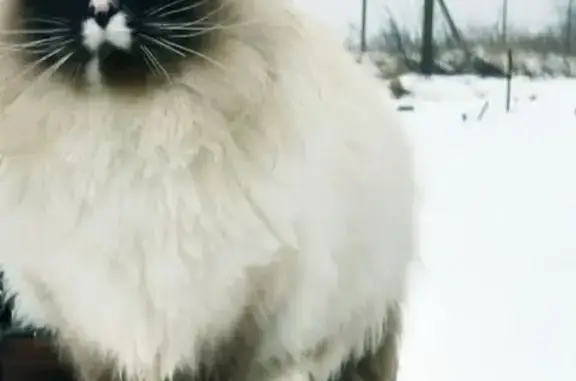 Кошки потеряшки, Вологодская область, фото: Потеряшка кот Федя, д. Михалево, Вологда