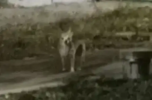 Найдена собака, Казань, фото: Чихуа-хуа у рынка, ул. Декабристов, Казань