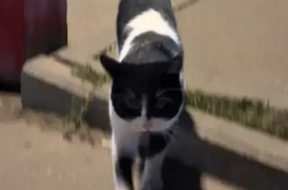 Кошка найдена: 1-й Котляковский пер., Москва