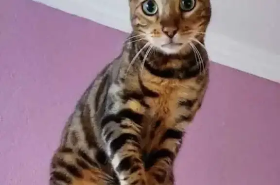 Пропала кошка, Черногорская ул. 6, Кострома