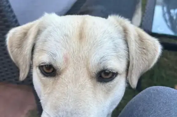 Пропала собака, Красное Тургенево