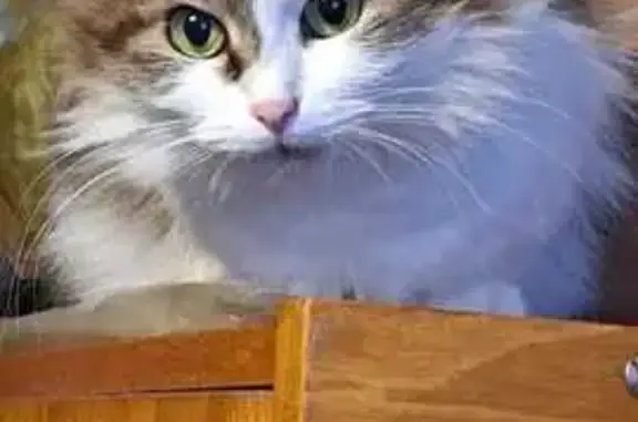 Кошки потеряшки, Тульская область, фото: Потеряшка кошка, Рязанская ул. 34 к2, Тула