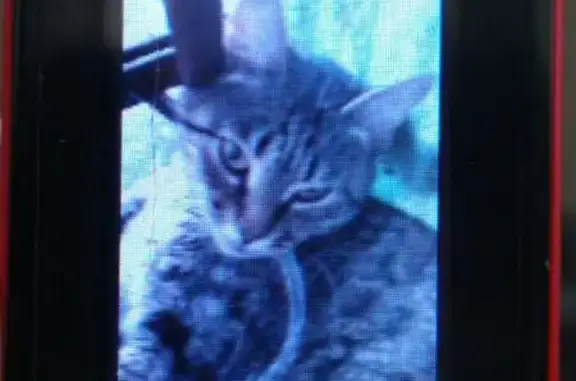 Кошки потеряшки, Ростов-на-Дону, фото: Потеряшка кошка на Станиславского, Ростов-на-Дону