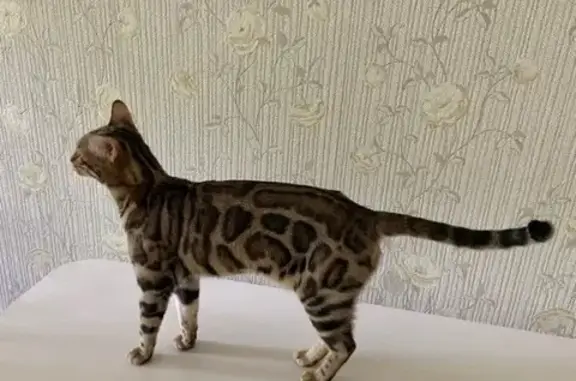 Кошки потеряшки, Уфа, фото: Потеряшка бенгальская кошка, Горького 38, Уфа