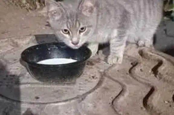 Котёнок найден у дома 1Д, 2-я Азинская