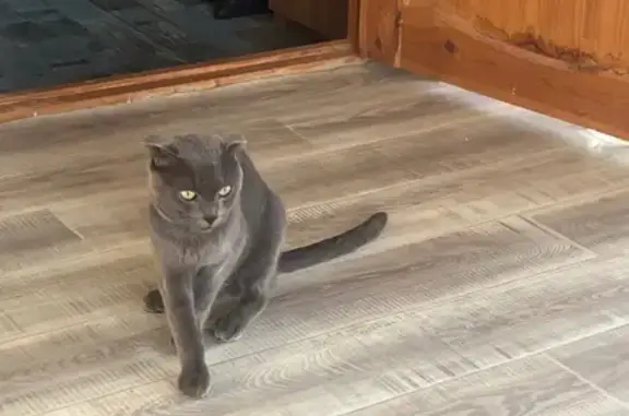 Кошка найдена: ул. Симонова, 32, Волгоград