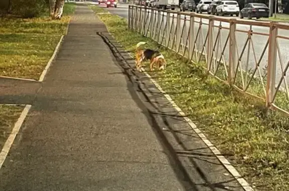 Собака найдена, ул. Карла Маркса 20, Арх.