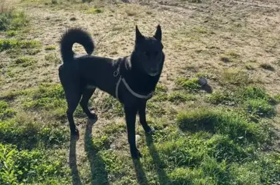 Собака на Михайловской дороге, Парголово