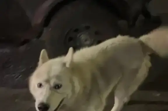 Найденные животные Переславль-Залесский, фото: Собака найдена на Московской, Переславль