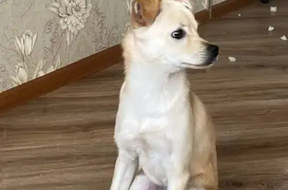 Пропала собака, Элеваторная 38, Новороссийск