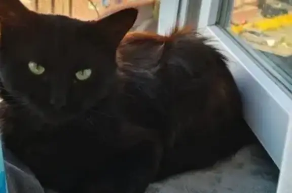 Кошки потеряшки, Казань, фото: Потеряшка кошка, Ямашева 100Г, Казань