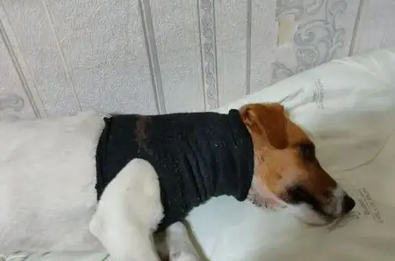 Собаки потеряшки, Москва, фото: Потеряшка собака, Бирюлёвская ул., Москва