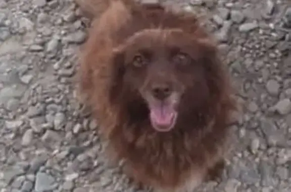 Собаки потеряшки, , фото: Потеряшка собака, Центральная ул. 133