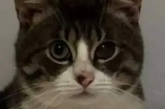 Кошки потеряшки, Москва, фото: Потеряшка кошка, Академия Парк, Новая Москва