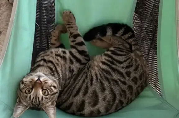 Кошки потеряшки, Ставропольский край, фото: Потеряшка кошка, Михайловск, Ставрополье