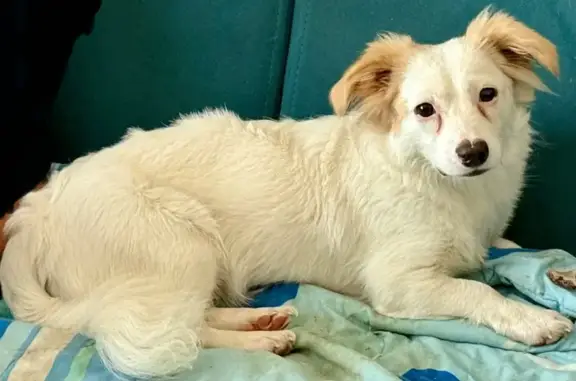 Собаки потеряшки, Гостилицы, фото: Потеряшка собака, Гостилицкое шоссе