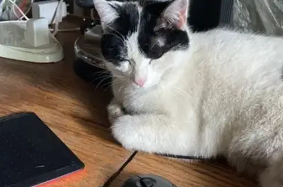 Кошки потеряшки, Орловская область, фото: Потеряшка кошка, Ивановское, Орловская обл.