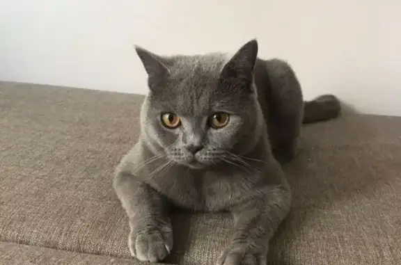 Кошки потеряшки, Щёлково, фото: Потеряшка кошка, Фряновское ш., 24И, Щёлково