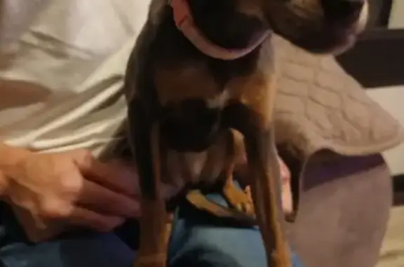 Найдена собака, Электросталь, фото: Найдена собака на Ленина, 7, Электросталь