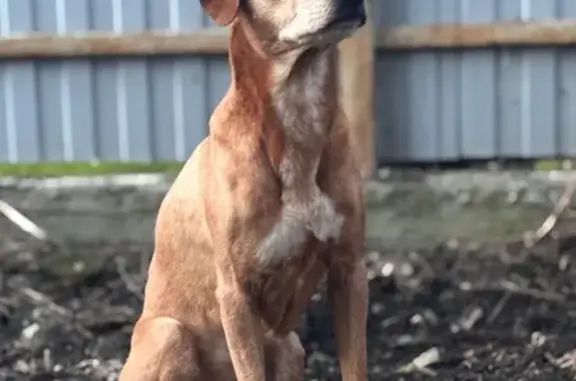 Найдена собака, Лыткарино, фото: Рыжая собака найдена: Тураевское ш., Лыткарино