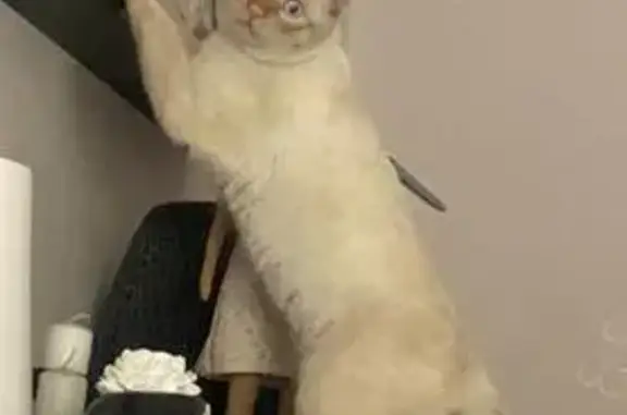 Пропал кот, Штурвальная 5, кор. 2, Москва